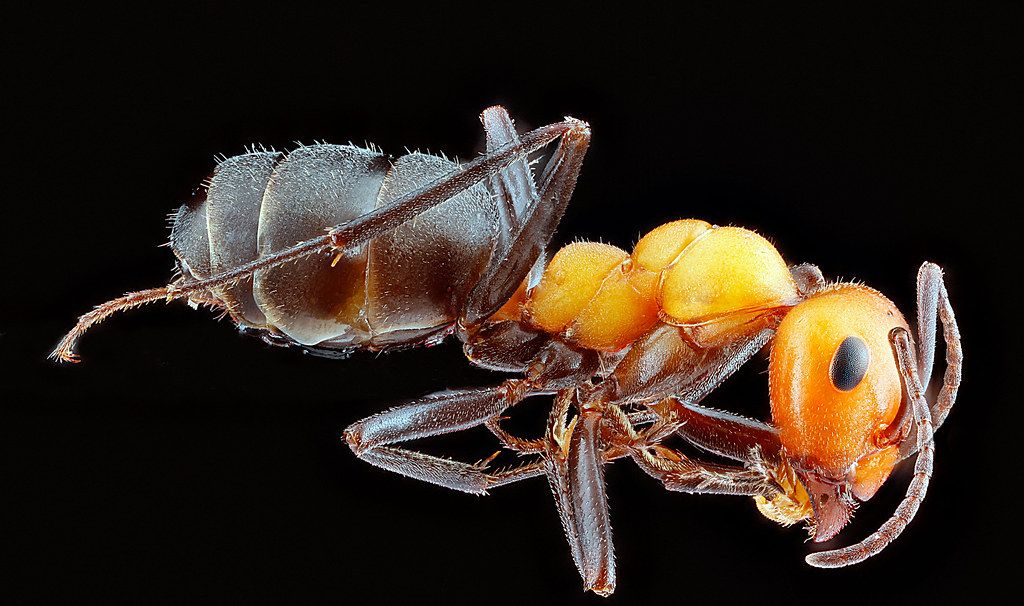 Ant Control service in San Buenaventura, CA