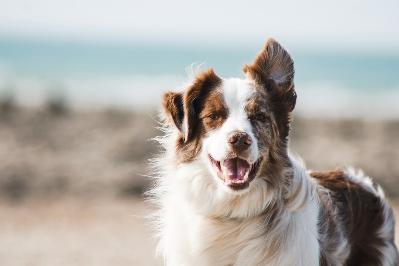 Flea & Tick Control service in San Buenaventura, CA