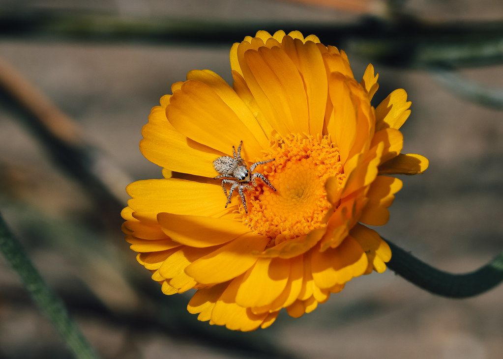 Spider Control service in San Buenaventura, CA